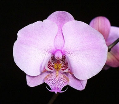 Phal. Devinia Jean (schilleriana purpurea 'Pink Profusion Phal. Devinia Jean (schilleriana purpurea 'Pink Profusion