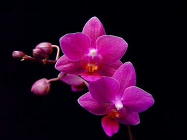 ゼクシィ掲載flua 2way Milky orchid Phal. Kawaii Pink (Reijiro Wakatsuki x Kumiko 'Murasaki
