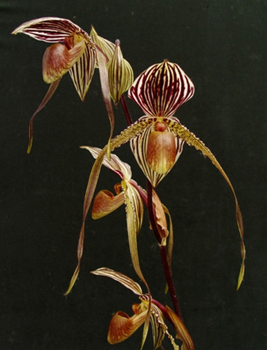 ［洋蘭交配種］Paph. Lynleigh Koopowitz 洋蘭交配種］Paph. Lynleigh Koopowitz 洋蘭交配種］Paph. Lynleigh