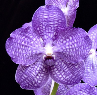 Vanda Sansai Blue 'Acker's Pride' FCC/AOS (Crimson Glory x Vanda Sansai Blue 'Acker's Pride' FCC/AOS (Crimson Glory x