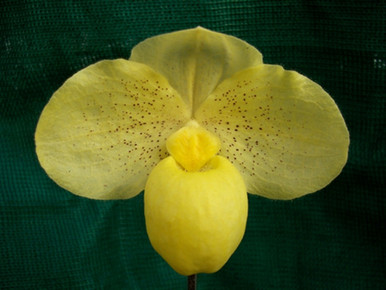 Paph. China Moon (armeniacum 'G.V. 1000' x Greyi 'In-Charm') - OrchidWeb