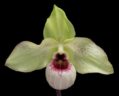 Paph. Wossner Butterfly (malipoense x vietnamense) - OrchidWeb