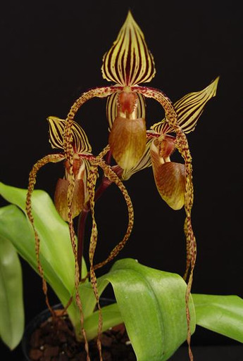 【新品】Ozwrt Spirit of Platycerium Ridleyig Paph. King Cobra (Platy Swith 'Maxima' x sanderianum
