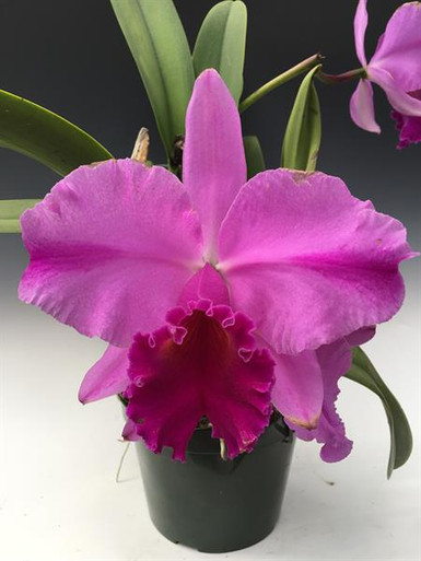 Cattleya ページ Sunset Valley Orchids - Superior Hybrids for Orchid Growers