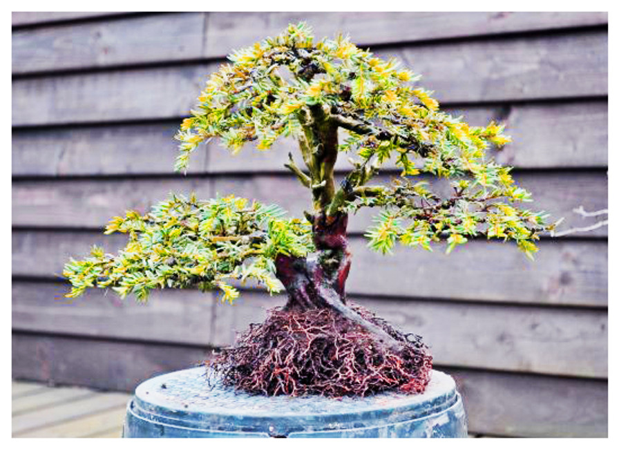 Bonsai Pot Selection From a Different Perspective