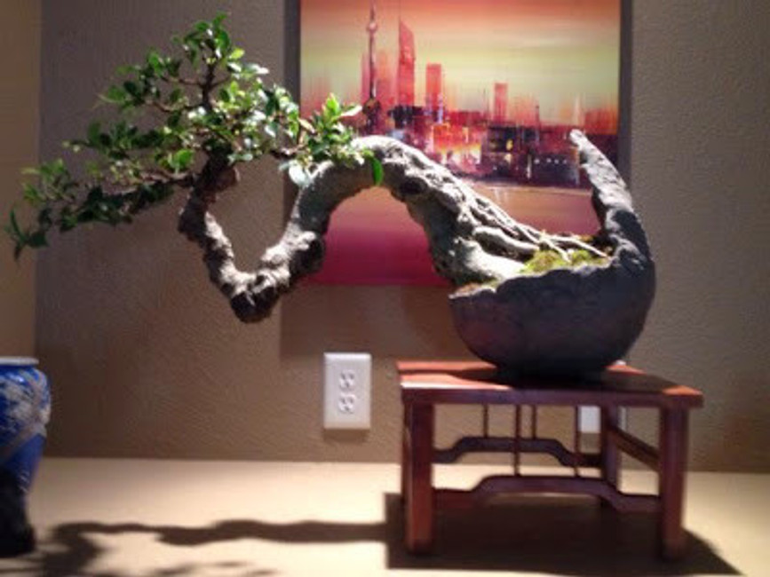 Customer Bonsai in Iker Pots