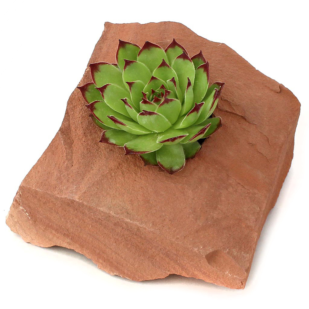 Desert Rock Planter Pot 4.0" x 6.0" Mountain Crest Gardens