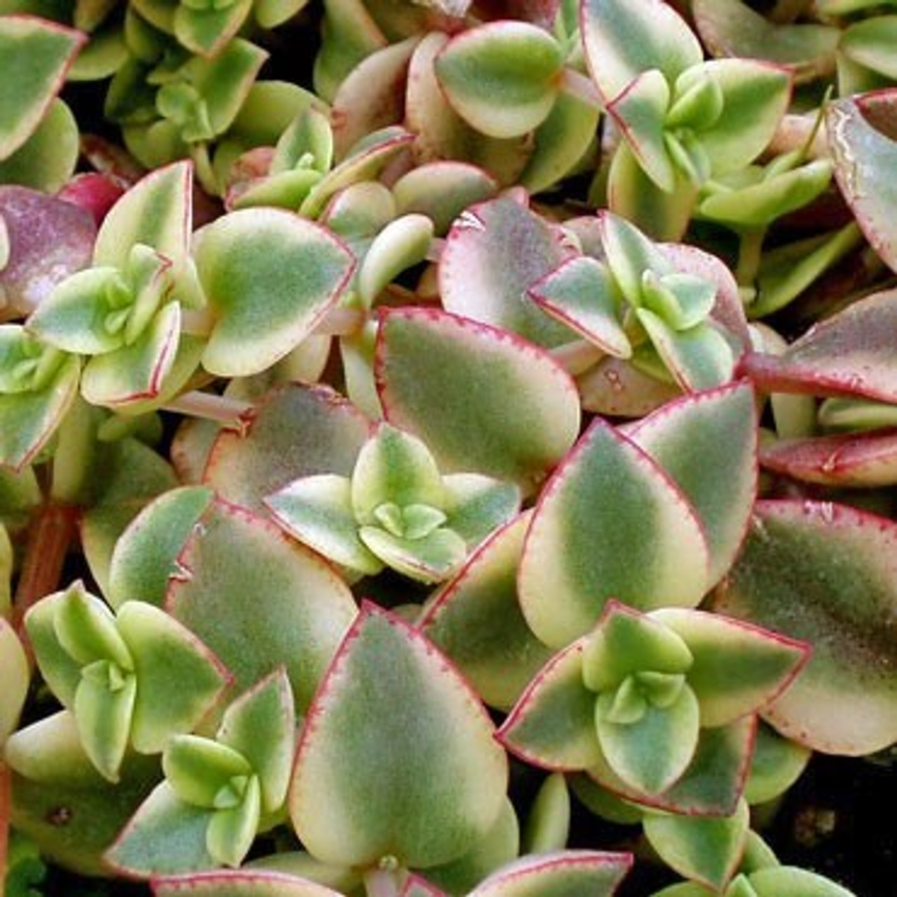 Crassula pellucida 'Variegata' - Calico Kitten Crassula - Mountain