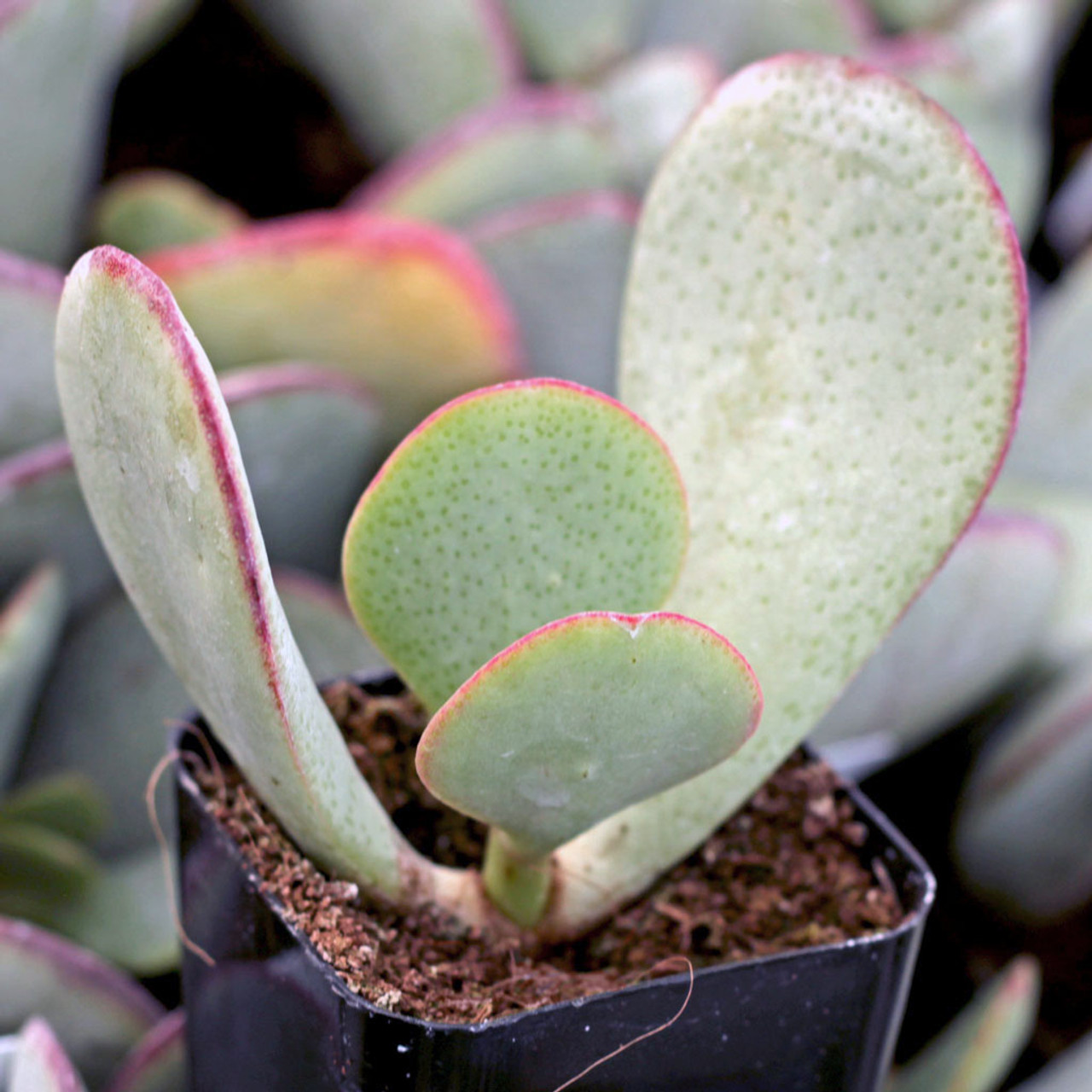 Crassula arborescens - Silver Dollar Jade - Mountain Crest ...
