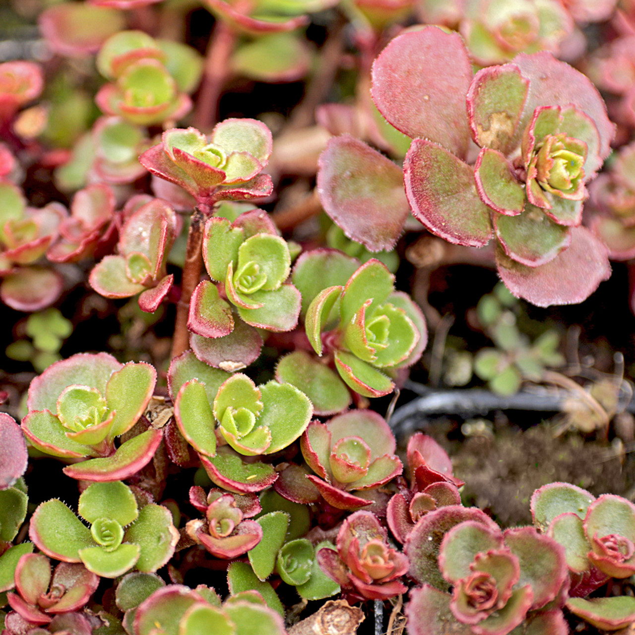 Sedum spurium 'Bronze Carpet' - Sedum (Stonecrop)