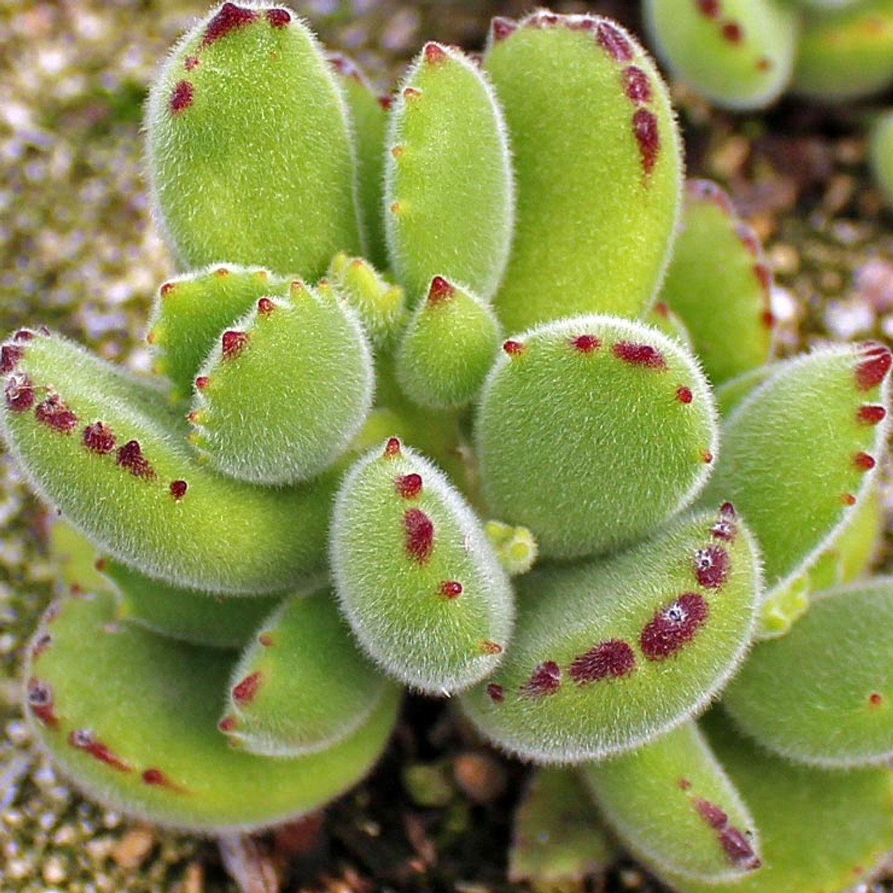 cotyledon ladismithensis bear s paw