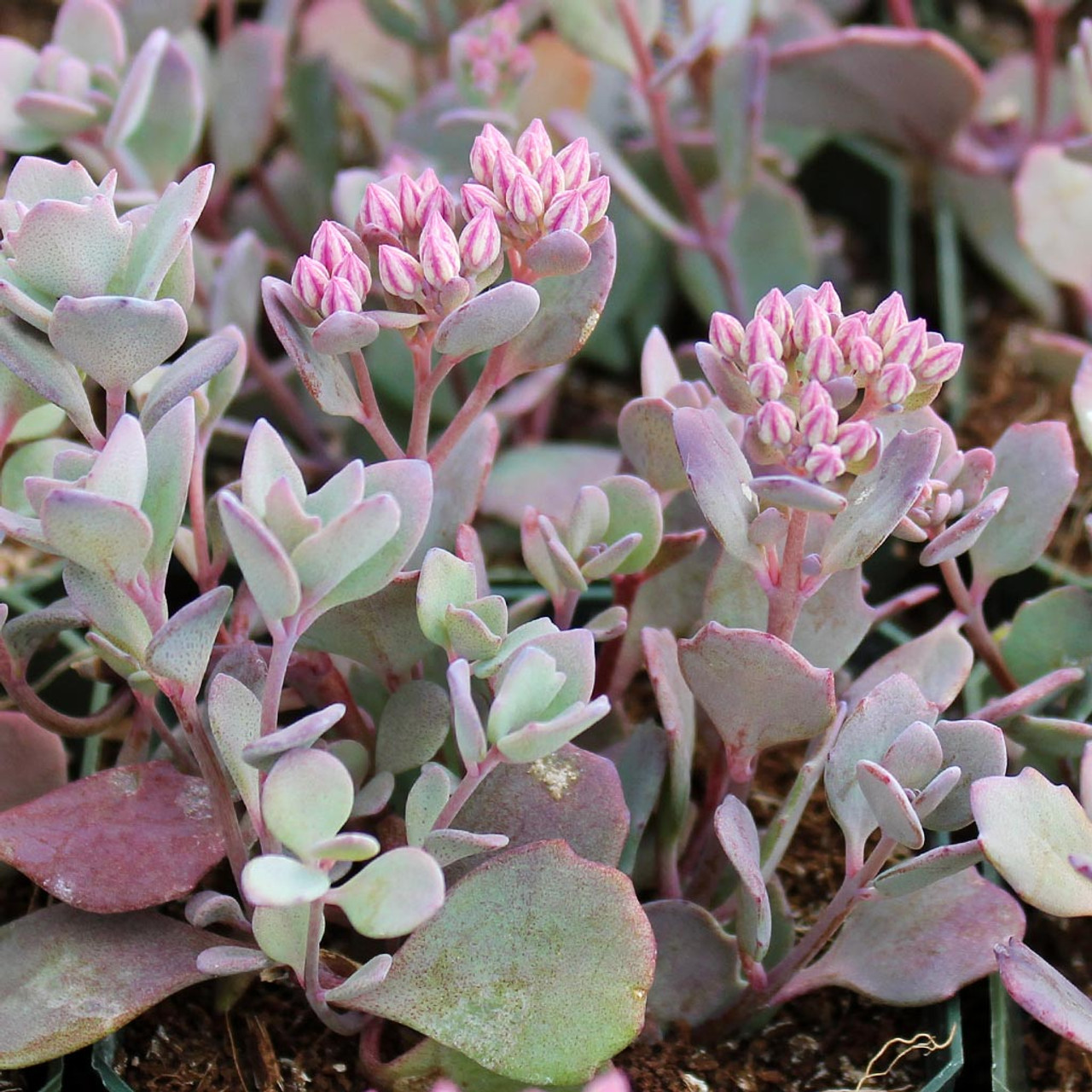 Sedum cauticola 'Lidakense' - Pink Stonecrop - Mountain Crest Gardens