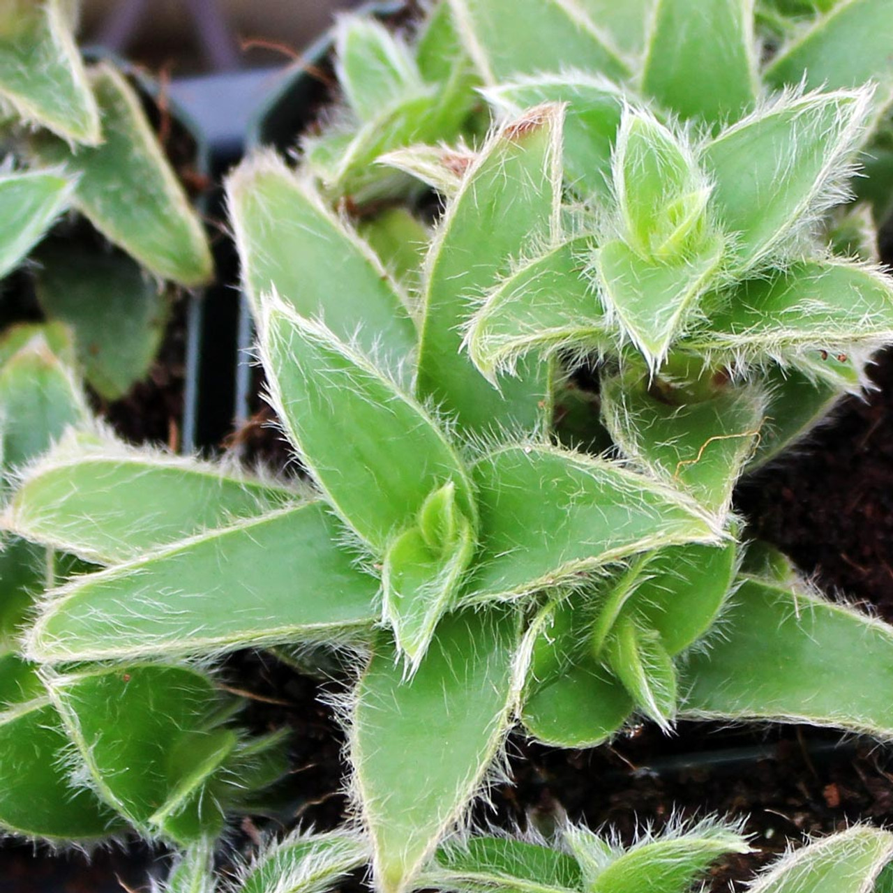 Cyanotis somaliensis - Pussy Ears - Mountain Crest Gardens