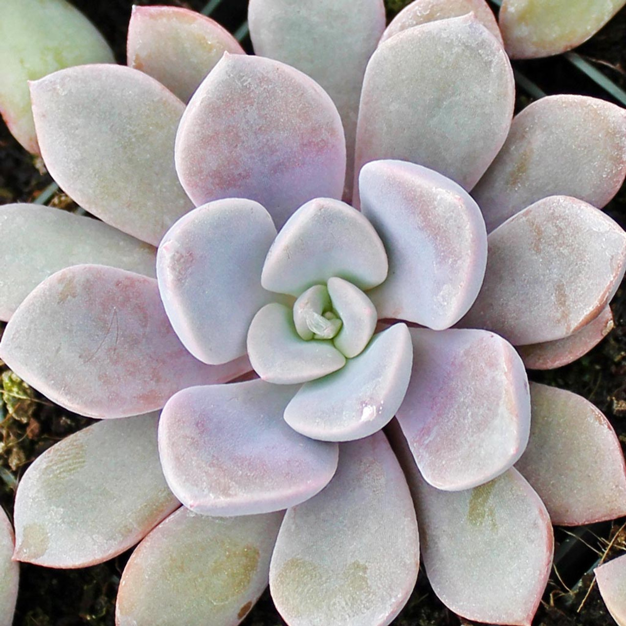 Graptoveria 'Debbie' - Mountain Crest Gardens