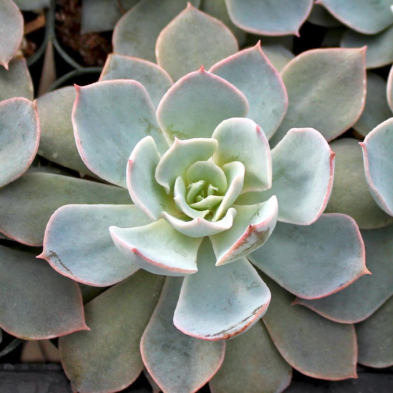 echeveria subsessilis morning beauty mountain crest gardens