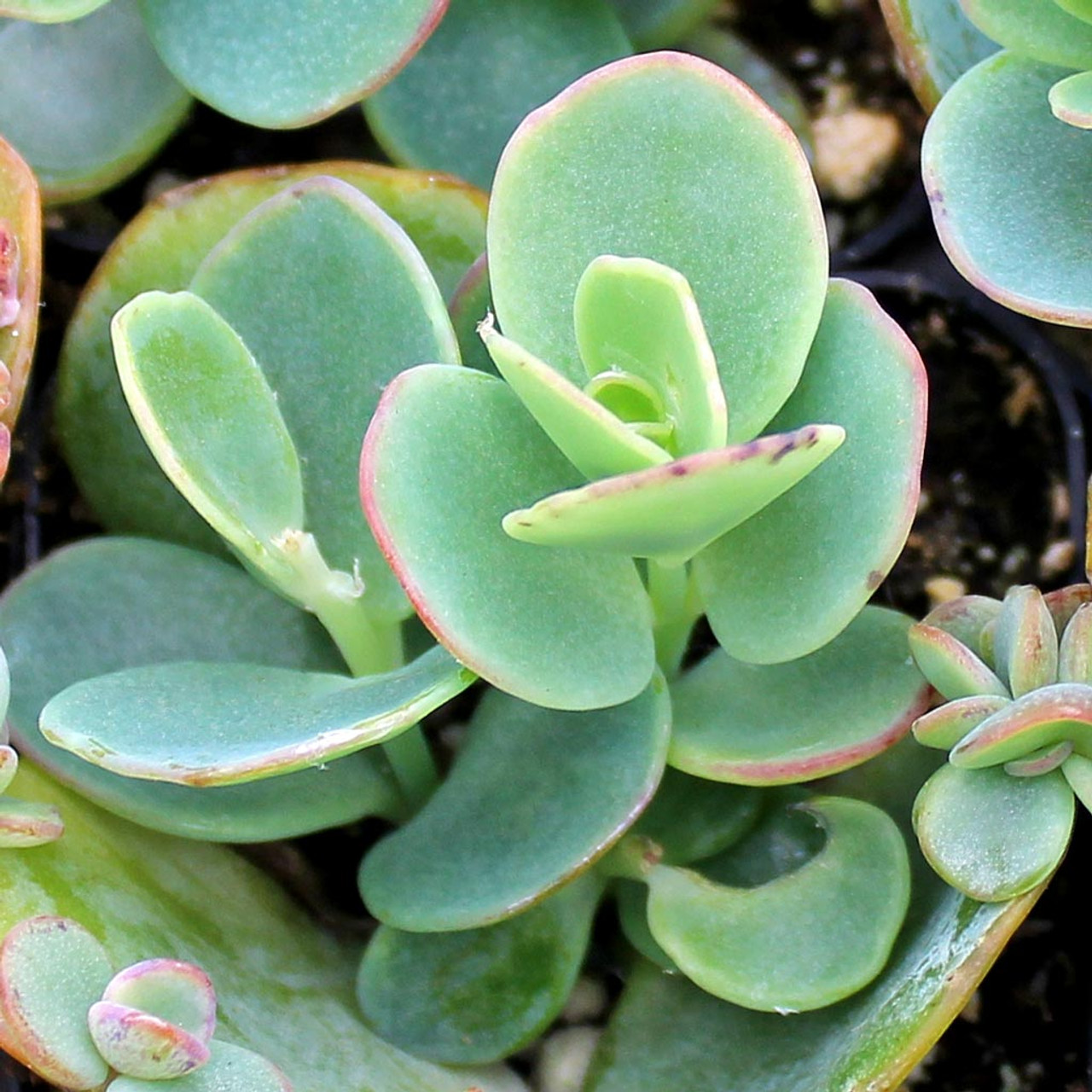Kalanchoe marnieriana Marnier's Kalanchoe Mountain Crest Gardens