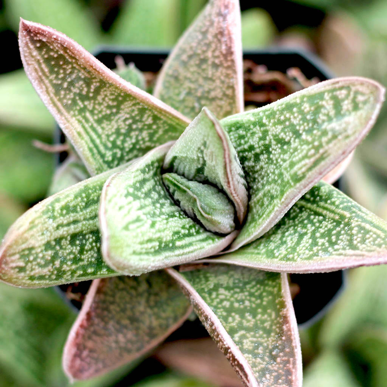 Gasteria 'Little Warty' - Mountain Crest Gardens