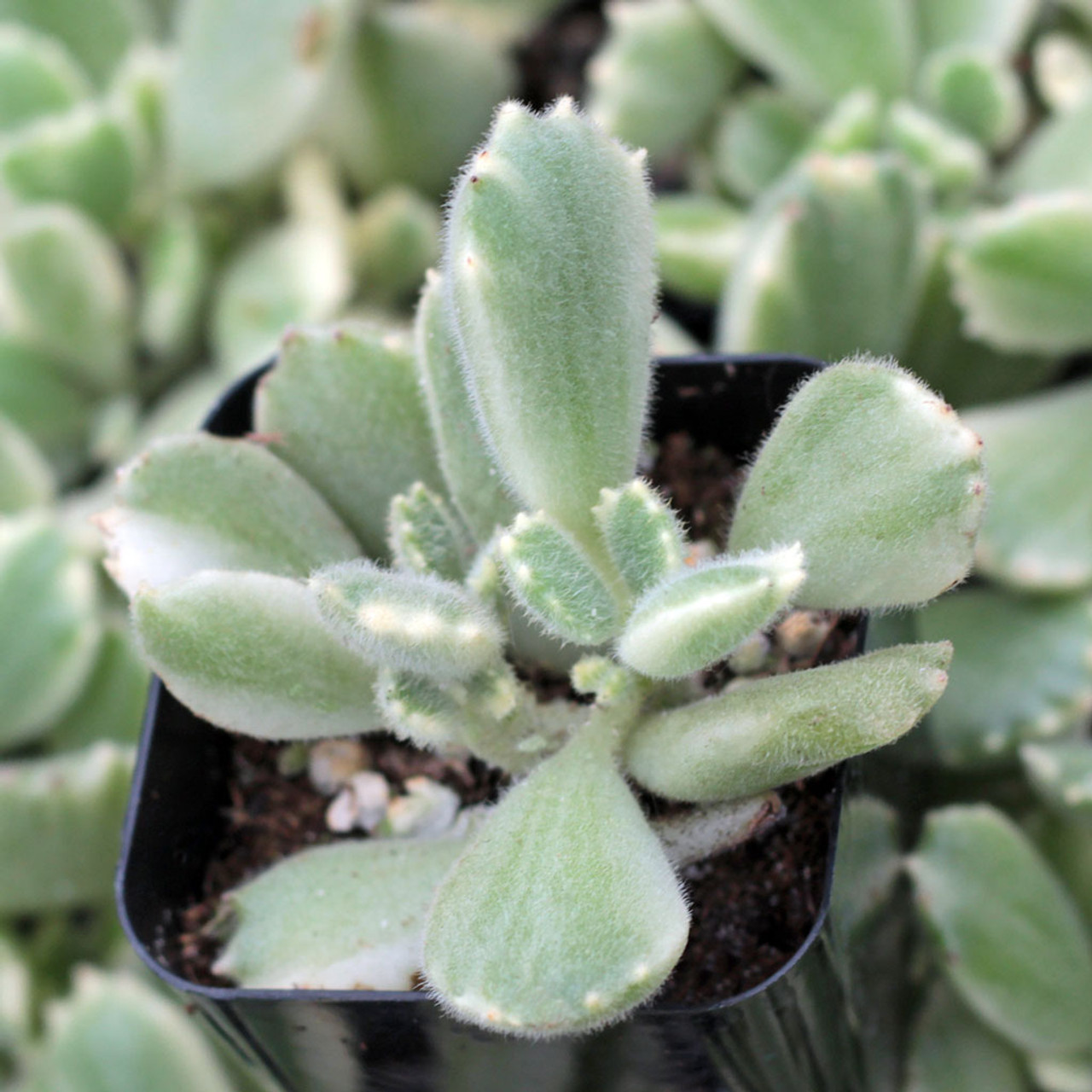 cotyledon ladismithensis variegata bear s paw