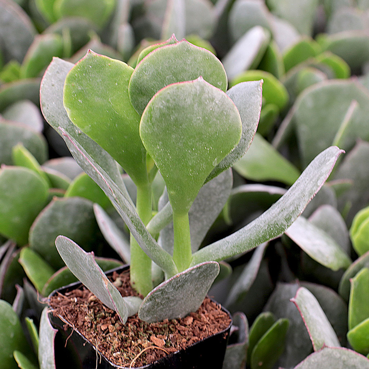 cotyledon silver storm mountain crest gardens