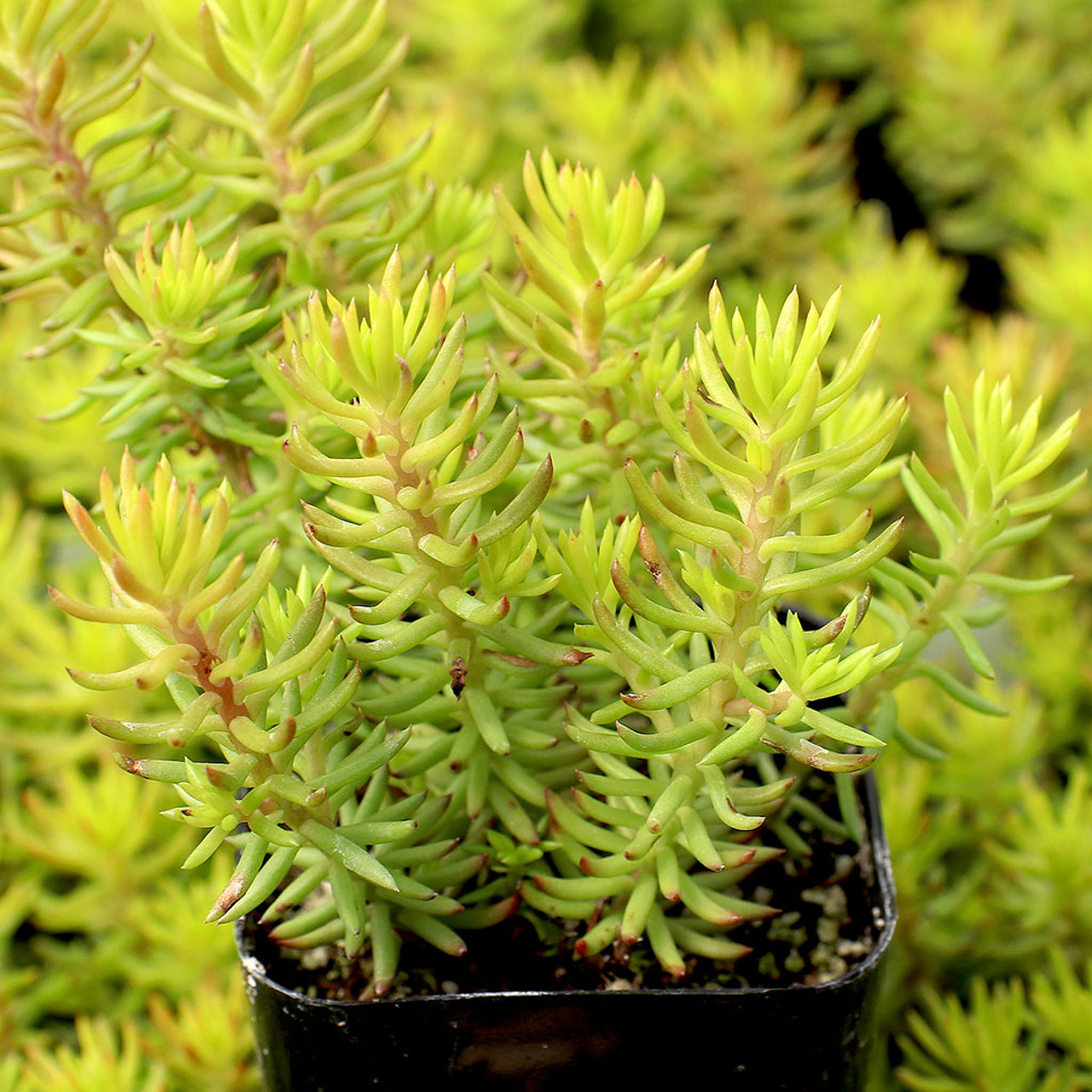 Sedum reflexum �Angelina� Mountain Crest Gardens
