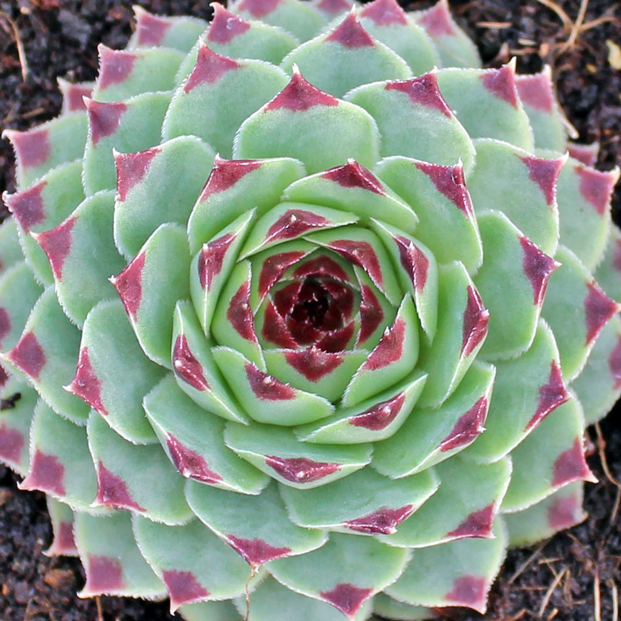 The Perennial Plant Peddler The Perennial Plant Peddler