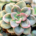 Echeveria 'Chroma' - Mountain Crest Gardens