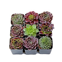 Sempervivum heuffelii Set (9) - Winter Sempervivum heuffelii Set (9) - Winter