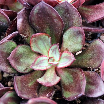 echeveria subsessilis morning beauty mountain crest gardens