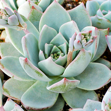 echeveria subsessilis morning beauty mountain crest gardens