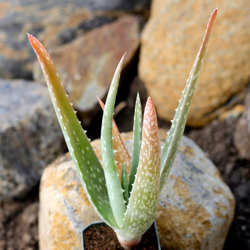 Aloe barbadensis Aloe barbadensis