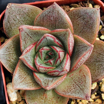 Echeveria purpusorum Echeveria purpusorum