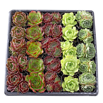 Sempervivum heuffelii Tray - 2in Containers - Select Varieties (25) Sempervivum heuffelii Tray - 2in Containers - Select Varieties (25)