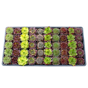 Sempervivum heuffelii Tray - 2in Containers - 10 Varieties (50) Sempervivum heuffelii Tray - 2in Containers - 10 Varieties (50)