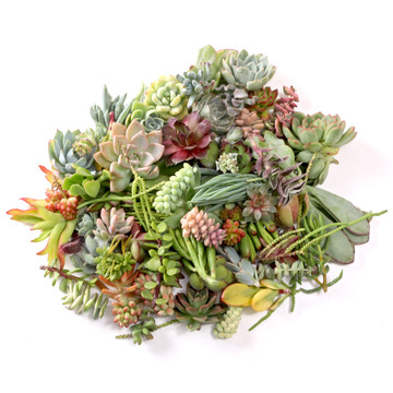 Succulent Unrooted Cuttings - Assorted - Bulk Succulent Unrooted Cuttings - Assorted - Bulk