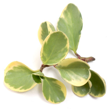 plant ice variegata aptenia cordifolia heartleaf crystal lehmannii variegated quantity var rubber