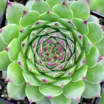 Sempervivum tectorum 'Andorra' - Late Spring Sempervivum tectorum 'Andorra' - Late Spring
