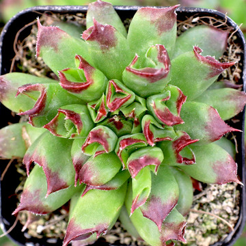 Hardy Succulents, Cold Tolerant Succulents | Mountain ...