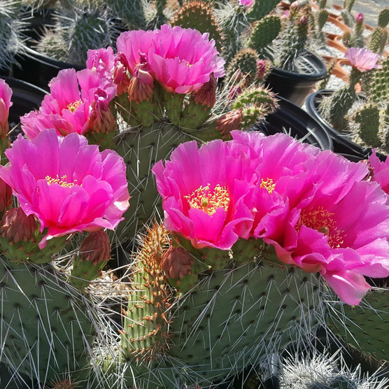 opuntia fiesta prickly pear mountain crest gardens