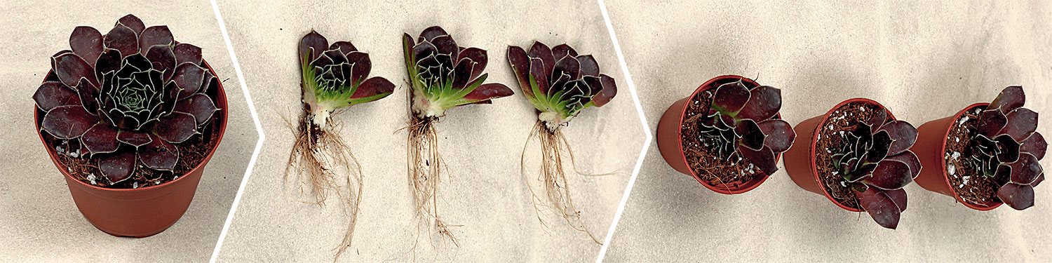 Heuffelii Propogation