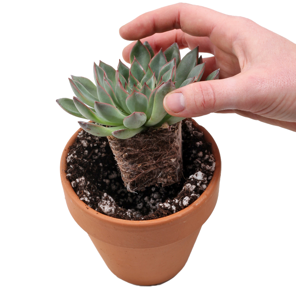 When should I plant my succulents after they arrive ...