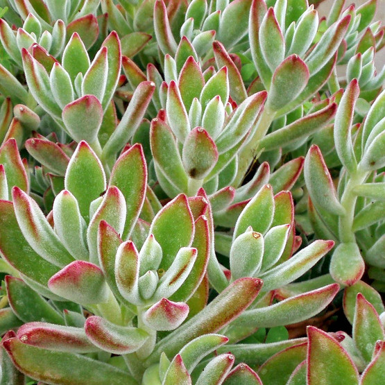 Echeveria pulvinata 'Ruby Blush' - Chenille Plant ...