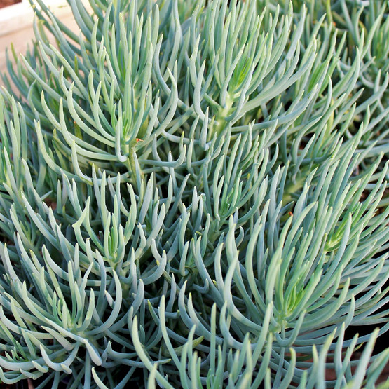 Senecio vitalis 'Serpents' - Blue Chalk Fingers - Mountain Crest Gardens