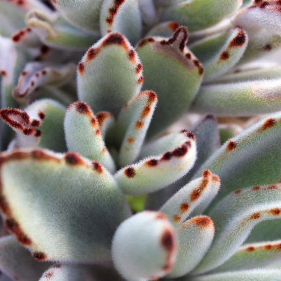 Kalanchoe tomentosa Panda Plant, Pussy Ears, Donkey Ears