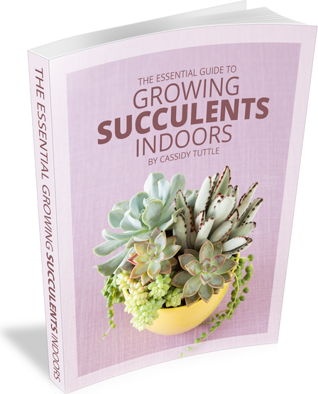 The Essential Guide To Growing Succulents Indoors E Book