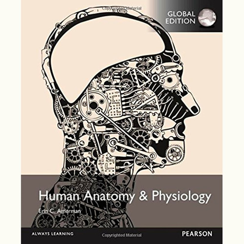 Human Anatomy & Physiology (1st Edition) Erin Amerman IE