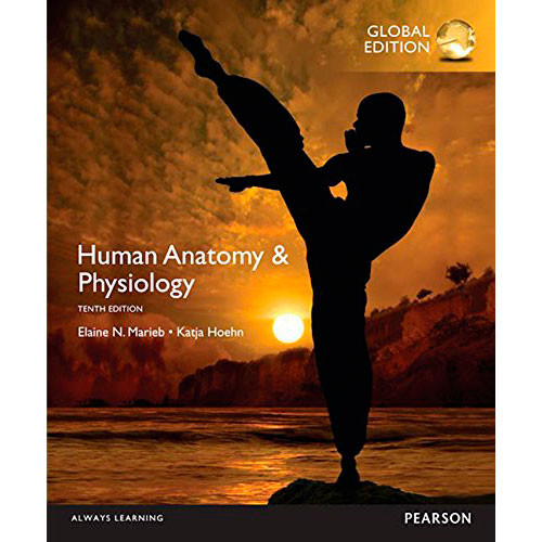 Human Anatomy & Physiology (10th Edition) Marieb IE