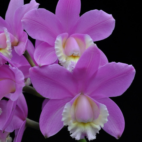 C. harrisoniana ‘Volcano Queen’ FCC/AOS Akatsuka Orchid