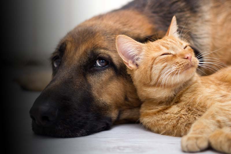 dog-cat-love.jpg