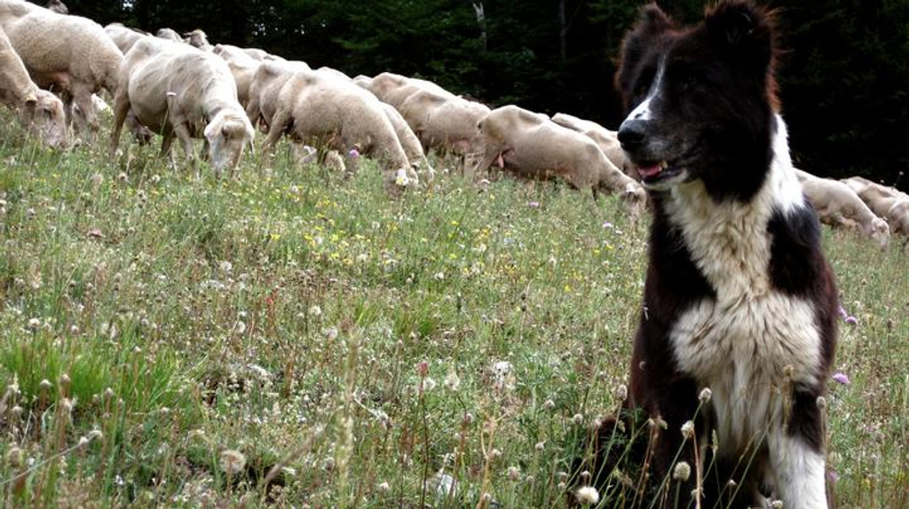 Adopt A Sheep