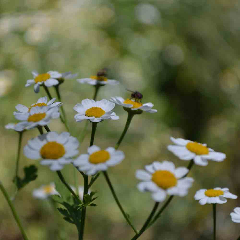 Feverfew Seeds Terroir Seeds feverfew-seeds-terroir-seeds